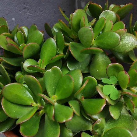 Paraiso Da Aldeia Dom wakacyjny