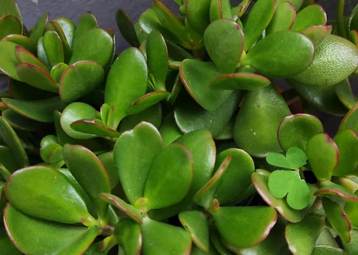 Paraiso Da Aldeia 펜션